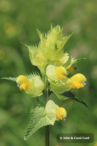 Yellow Rattle _MG_1600.JPG